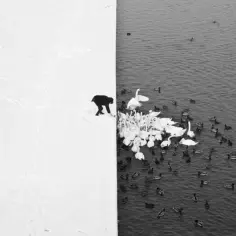 Człowiek w śniegu karmi łabędzie i kaczki. Minimalizm w fotografii podkreśla kontrast między bielą a czernią, życiem i pustką.